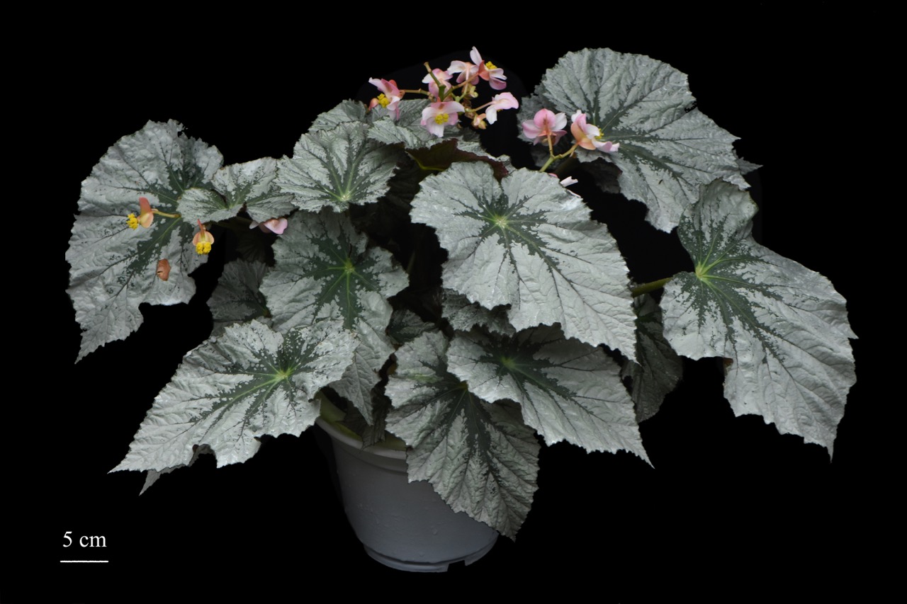 B. ‘Jiao Yue’
